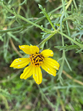 Load image into Gallery viewer, Encelia ventorum Baja Bush Sunflower