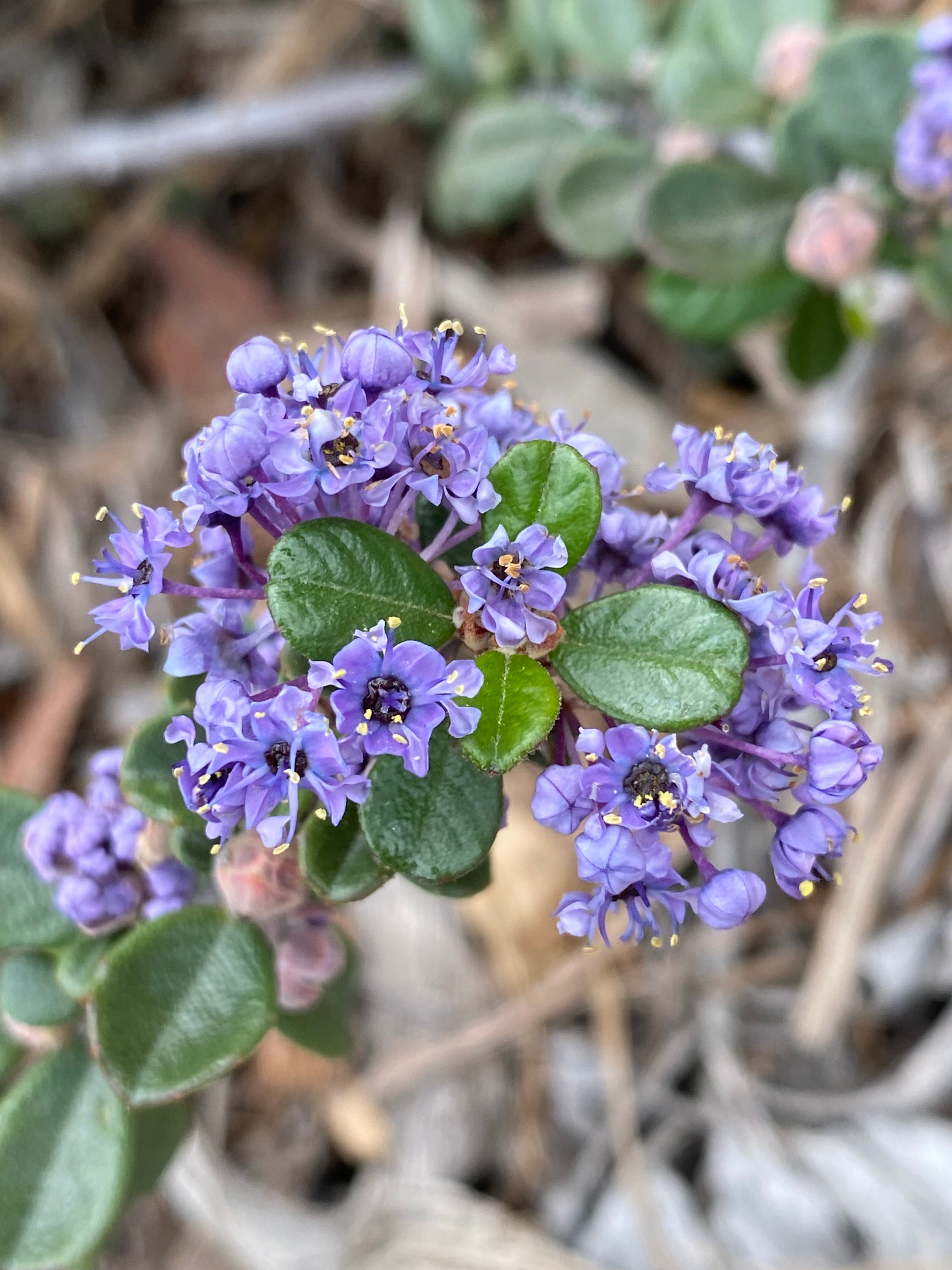 Ceanothus maritimus 'Valley Violet' - 'Popcorn' - 'Point Sierra