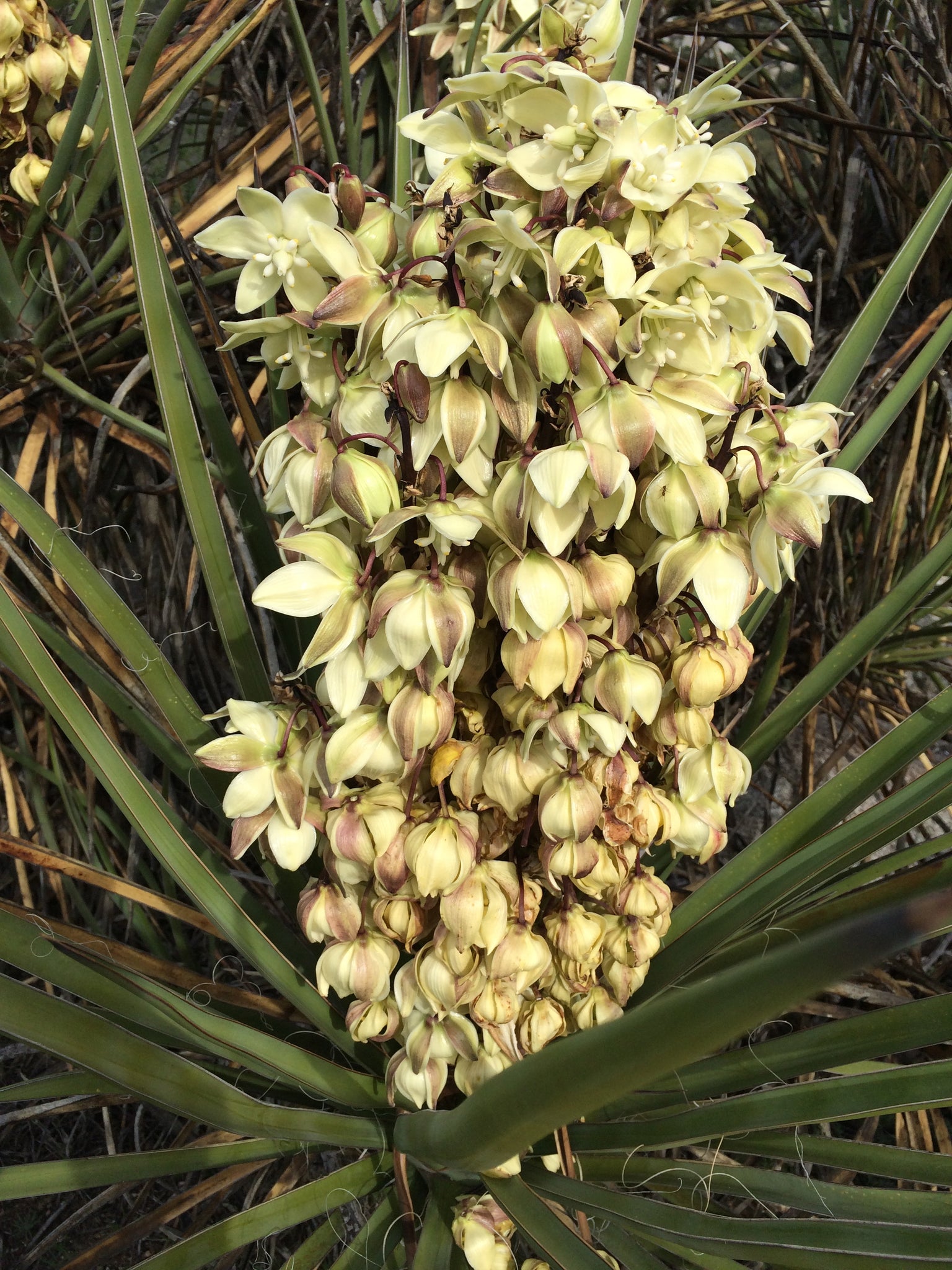 mojave indoor plant Yucca schidigera Mojave Yucca – Neel's Nursery