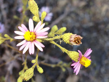 Load image into Gallery viewer, Corethrogyne filaginifolia California Aster  ( Lessingia )