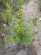 Load image into Gallery viewer, Lupinus truncatus Collared Annual Lupine