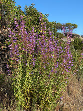 Load image into Gallery viewer, Penstemon spectabilis Showy Penstemon