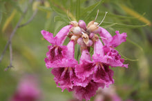 Load image into Gallery viewer, Chilopsis linearis Desert Willow
