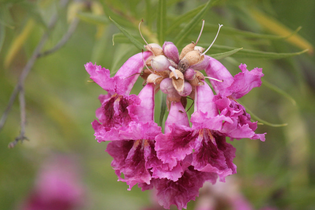 Chilopsis linearis Desert Willow