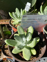Load image into Gallery viewer, Dudleya pachyphytum Cedros Island Liveforever