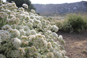 Eriogonum fasciculatum California Buckwheat & Selections
