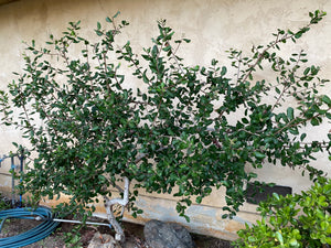 Rhus integrifolia Lemonade Berry