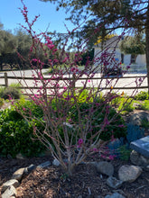 Load image into Gallery viewer, Cercis occidentalis Western Redbud