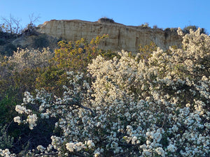 Ceanothus verrucosus   White Coast Ceanothus California Lilac