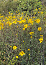 Load image into Gallery viewer, Helianthus gracilentus  Slender Sunflower
