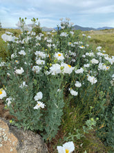Load image into Gallery viewer, Romneya coulteri Coulter&#39;s Matilija Poppy