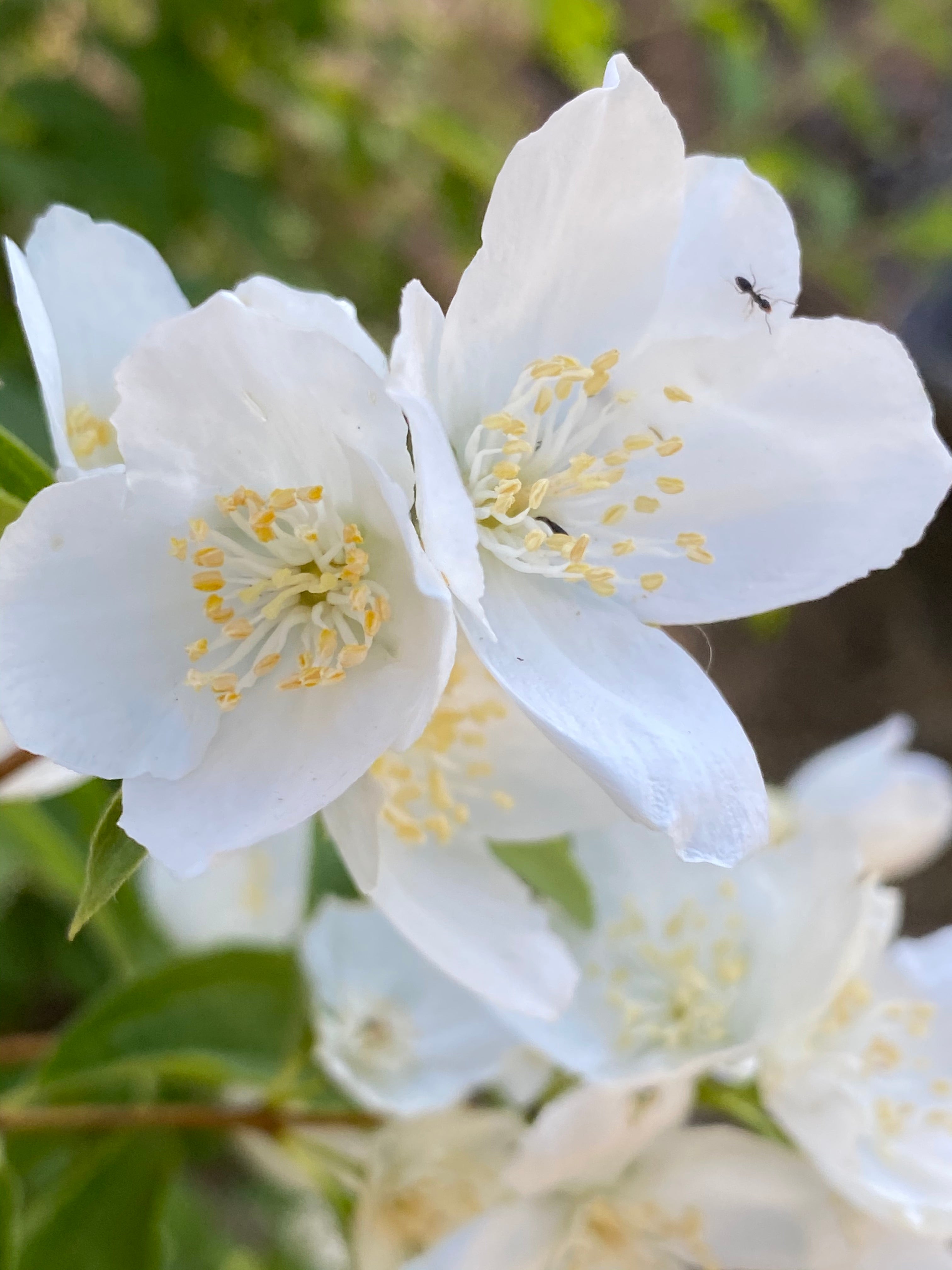 Philadelphus lewisii Mock Orange – Neel's Nursery