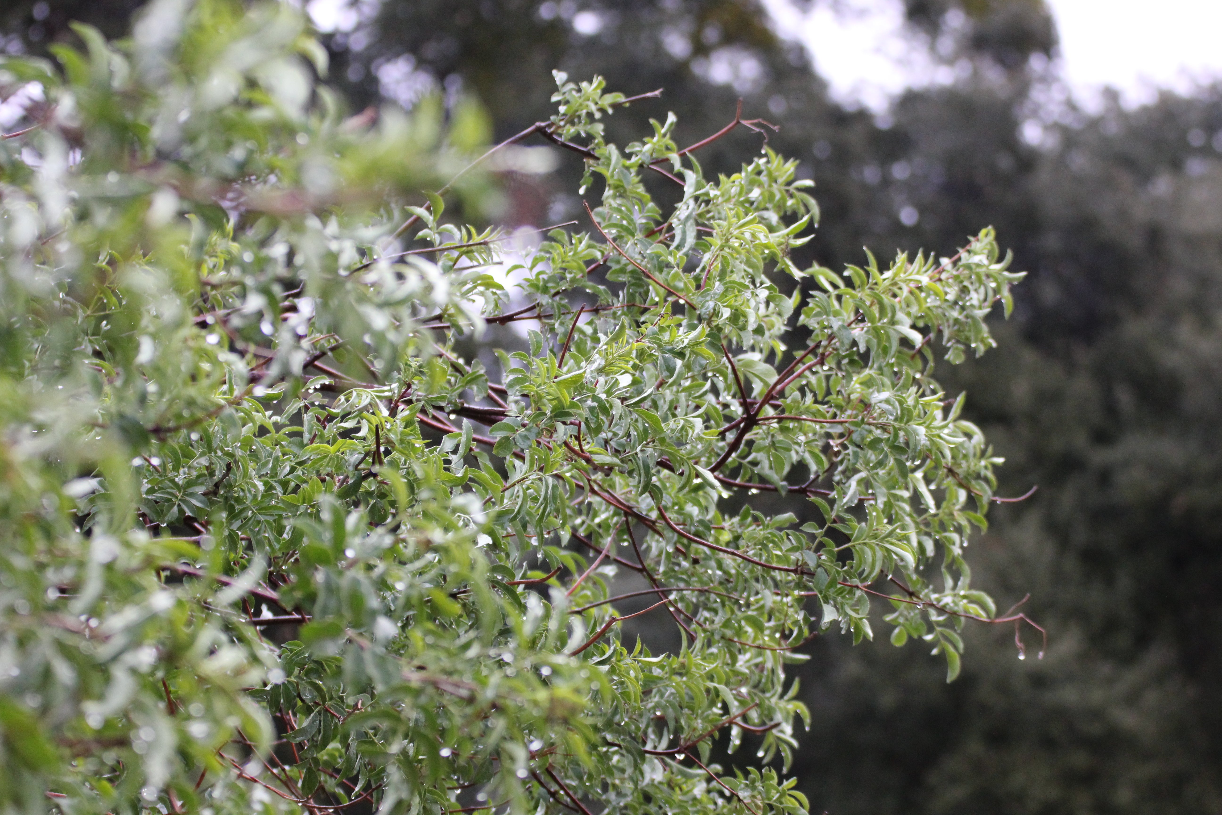 Sambucus mexicana (Sambucus nigra ssp. caerulea) Blue