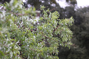 Sambucus nigra ssp. caerulea  Blue Elderberry