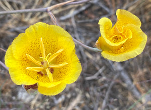Calochortus weedii Weed's Mariposa Lily