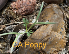 Load image into Gallery viewer, California Wildflower Mix - Seed