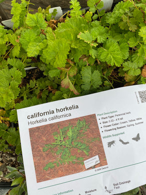 Horkelia californica California Horkelia