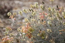 Load image into Gallery viewer, Astragalus trichopodus Southern California Milk Vetch
