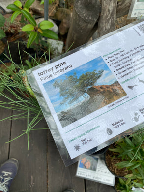 Pinus torreyana Torrey Pine