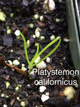 Load image into Gallery viewer, Platystemon californicus Creamcups