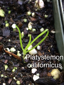 Platystemon californicus Creamcups