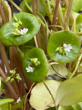 Load image into Gallery viewer, Claytonia perfoliata Miner&#39;s Lettuce