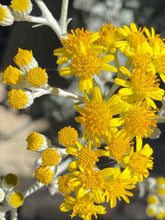 Load image into Gallery viewer, Constancea nevinii Nevin&#39;s Woolly Sunflower
