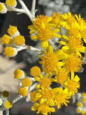 Constancea nevinii Nevin's Woolly Sunflower