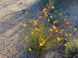 Crocanthemum aldersonii Alderson's Rush-rose