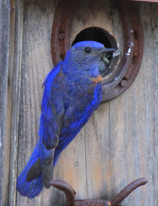Western Bluebird Nesting House