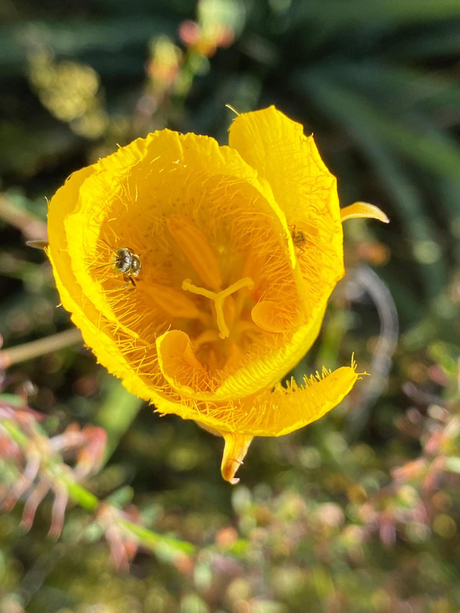 mariposa lily flower Calochortus weedii Weed's Mariposa Lily – Neel's Nursery