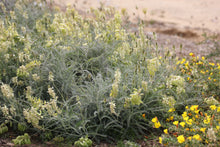 Load image into Gallery viewer, Astragalus trichopodus Southern California Milk Vetch