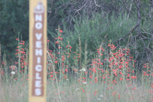 Load image into Gallery viewer, Penstemon labrosus San Gabriel Beardtongue