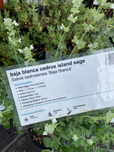 Load image into Gallery viewer, Salvia cedrosensis &#39;Baja Blanca&#39; Baja Blanca Cedros Island Sage