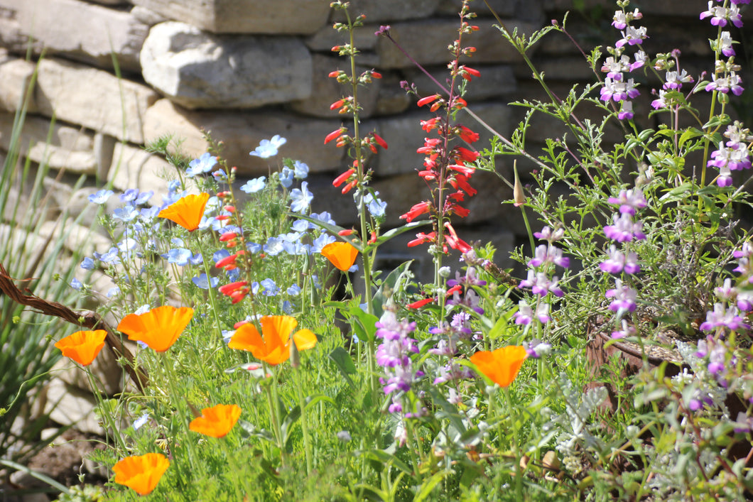 california native wildflower seed mix California Wildflower Mix