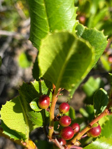 Rhamnus ilicifolia Hollyleaf Redberry