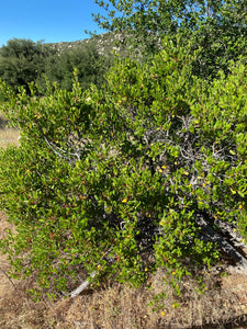 Rhamnus ilicifolia Hollyleaf Redberry