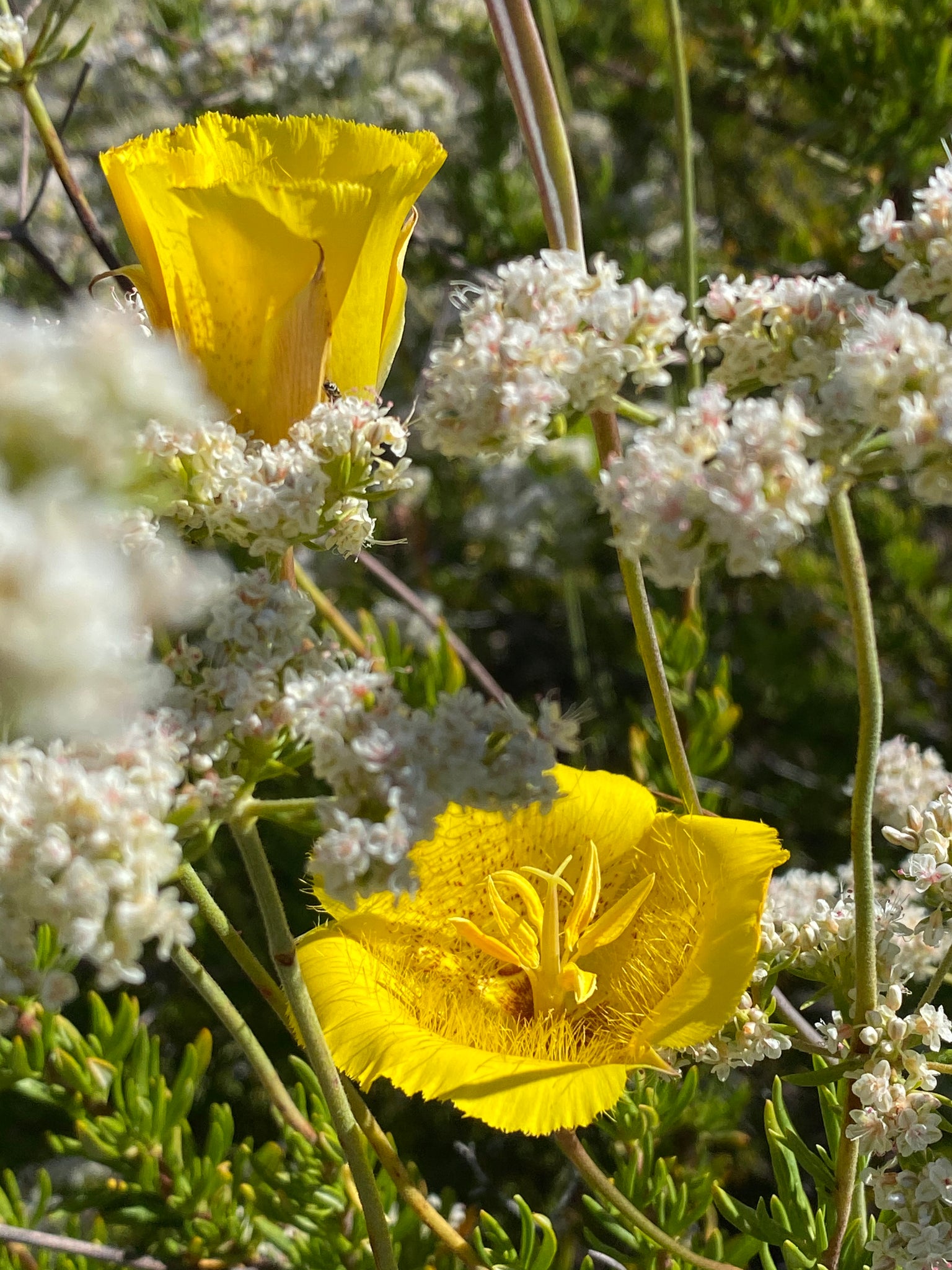 mariposa lily flower Calochortus weedii Weed's Mariposa Lily – Neel's Nursery