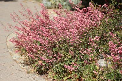Heuchera maxima Island Alum Root & cultivars 'Wendy'