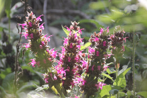 Salvia spathacea Hummingbird Sage