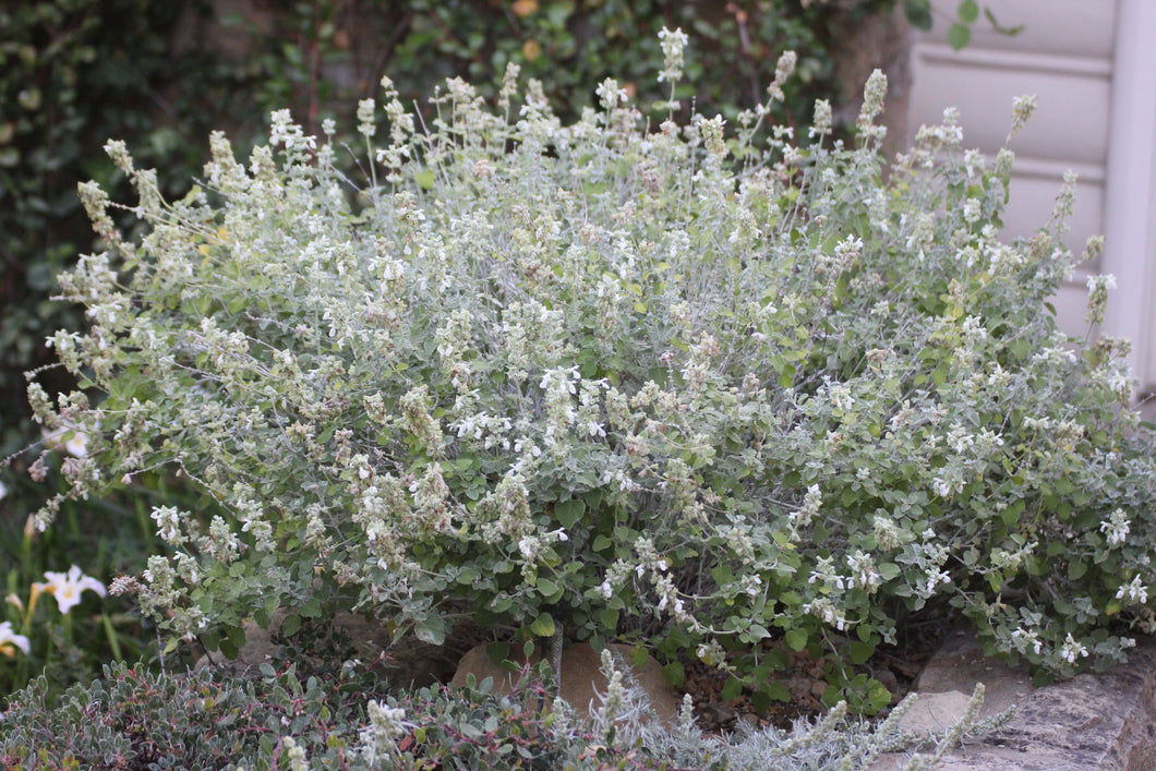 Salvia blanca 10 cm - Biocristal - Armonía Integral