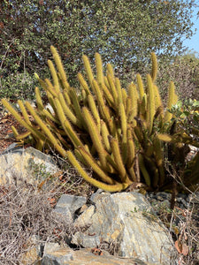 Bergerocactus emoryi Golden Spined Cereus