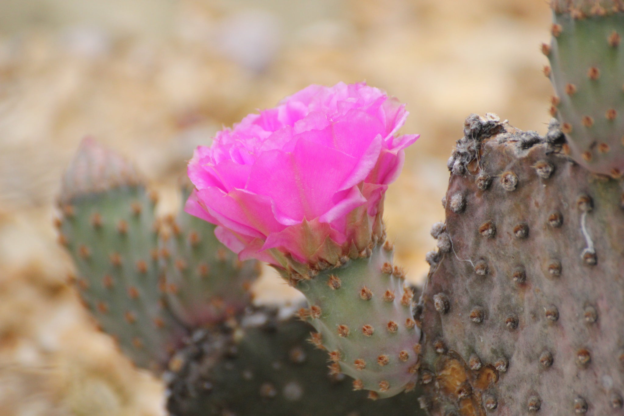 beaver tail prickly pear cactus Opuntia basilaris Beavertail Pricklypear – Neel's Nursery