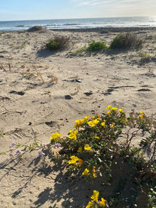 Camissoniopsis cheiranthifolia Beach Primrose