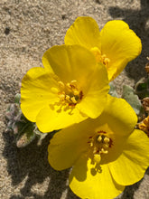 Load image into Gallery viewer, Camissoniopsis cheiranthifolia Beach Primrose