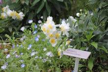 Load image into Gallery viewer, Carpenteria californica Bush Anemone