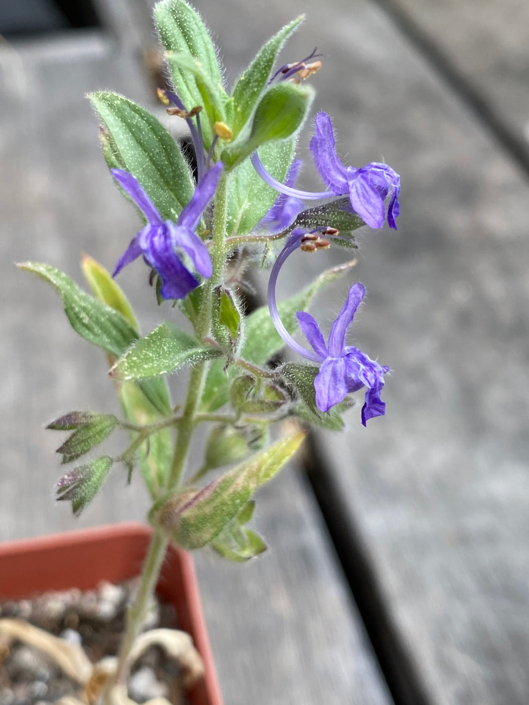 Trichostema lanceolatum Vinegarweed