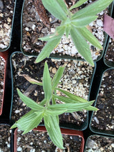 Load image into Gallery viewer, Trichostema lanceolatum Vinegarweed