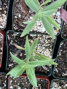 Trichostema lanceolatum Vinegarweed