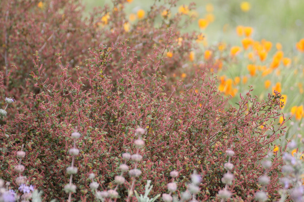 Acalypha californica California Copperleaf